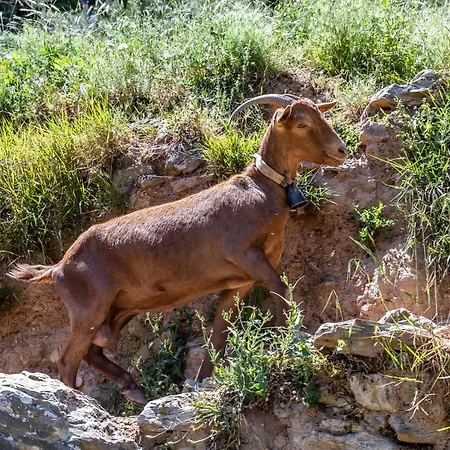 Hébergement de vacances Pefkias Tiny Skopelos