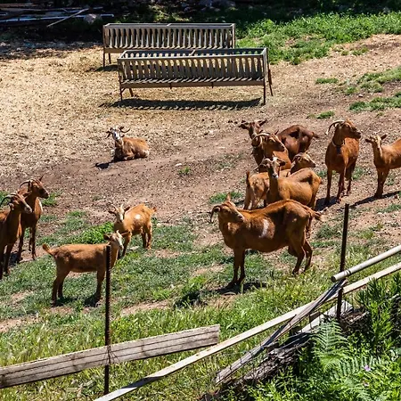 Pefkias Tiny Hébergement de vacances Skopelos