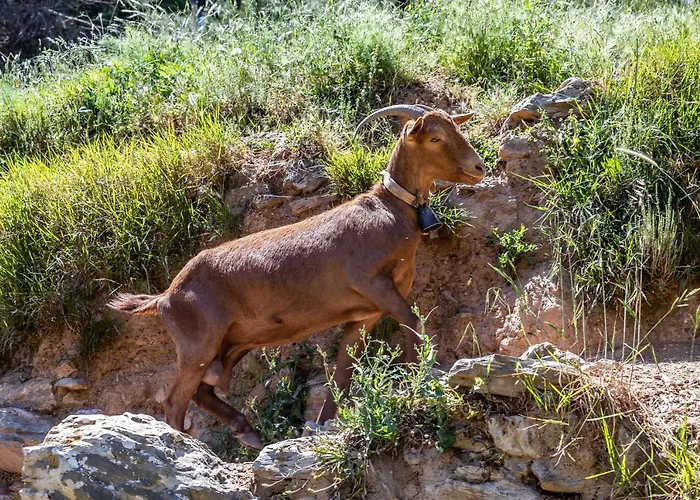 Сasa de vacaciones Pefkias Tiny Skopelos